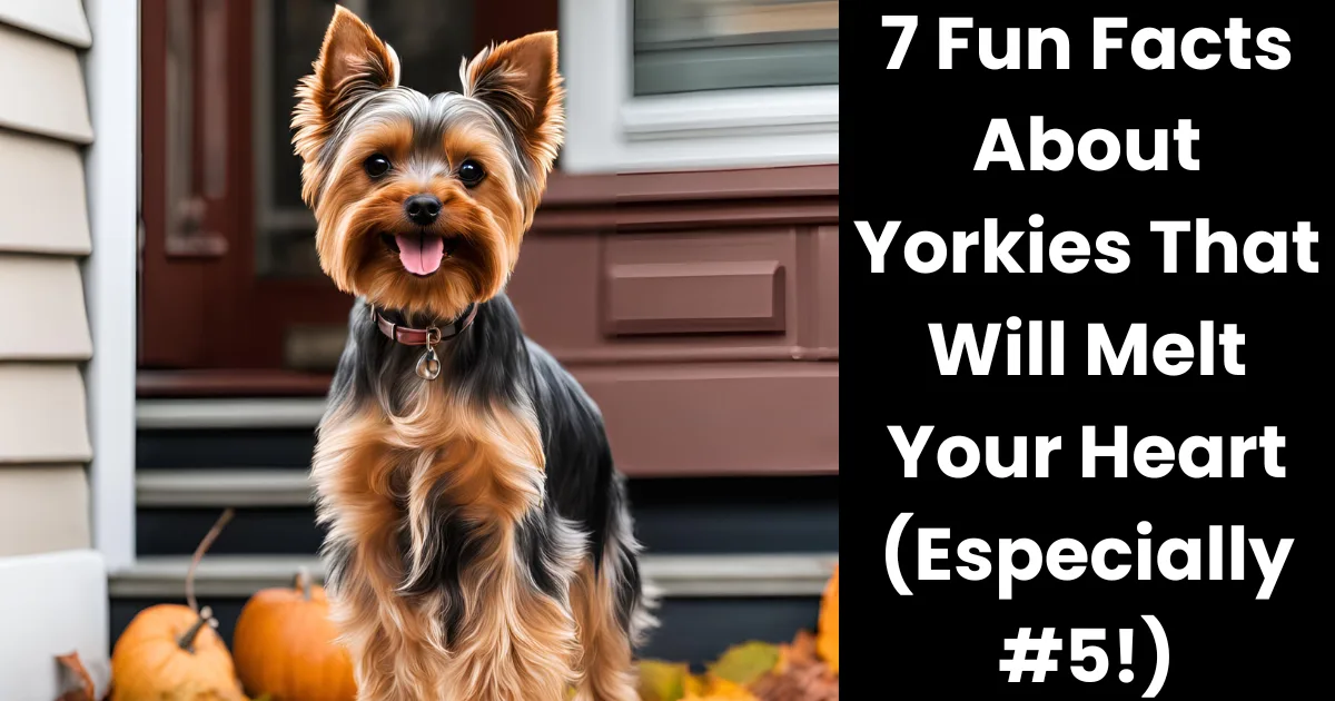 Yorkie standing on porch