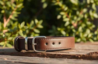 dog collars