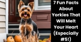 7 Fun Facts About Yorkies That Will Melt Your Heart (Especially #5!)