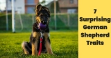 7 Surprising German Shepherd Traits: Facts That Will Amaze You