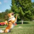 What Dog is Pluto? Disney’s Beloved Breed Revealed