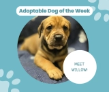 Meet Willow – Adoptable Dog of the Week