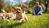 Chihuahua: Weighing the Pros and Cons of Ownership