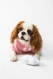 The Ultimate Guide to Cavalier King Charles Spaniels